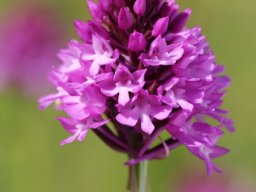 Anacamptis_pyramidalis